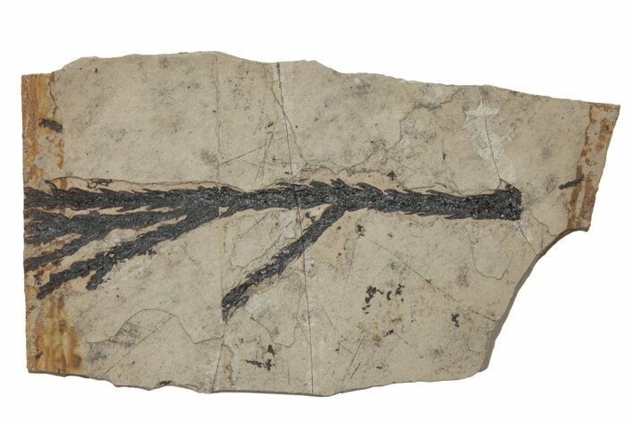 Cypress (Chamaecyparis) Fossil Plate - BC, Canada #216399
